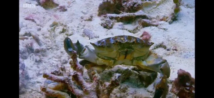 Crab sp. () as shown in Blue Planet II - Coral Reefs